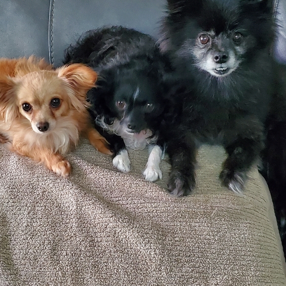 PARIS Totes basket/ purse / totes - Picture 14 of 16